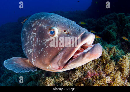 Dusky cernie, Epinephelus marginatus, Formigas, Azzorre, Portogallo Foto Stock