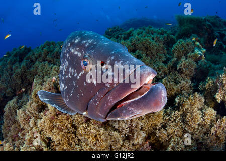 Dusky cernie, Epinephelus marginatus, Formigas, Azzorre, Portogallo Foto Stock