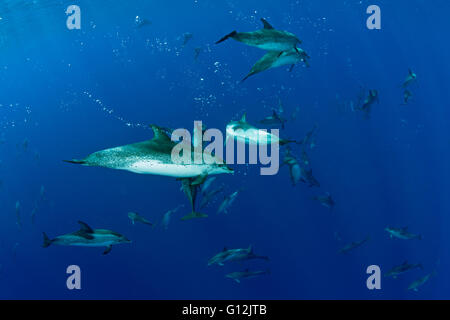 Macchiato atlantico Delfini Stenella frontalis Formigas, Azzorre, Portogallo Foto Stock