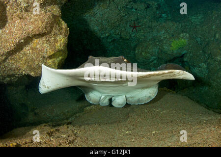 Comune di Stingray, Dasyatis pastinaca, Santa Maria, Azzorre, Portogallo Foto Stock