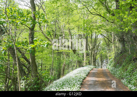 Aglio selvatico,taglie,bordo di linea di corsia coperta da alberi nel maggio,giornata soleggiata,i boschi ad ovest di Kidwelly,Carmarthenshire,Galles,U.K., Foto Stock