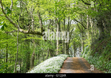 Aglio selvatico,taglie,bordo di linea di corsia coperta da alberi nel maggio,giornata soleggiata,i boschi ad ovest di Kidwelly,Carmarthenshire,Galles,U.K., Foto Stock