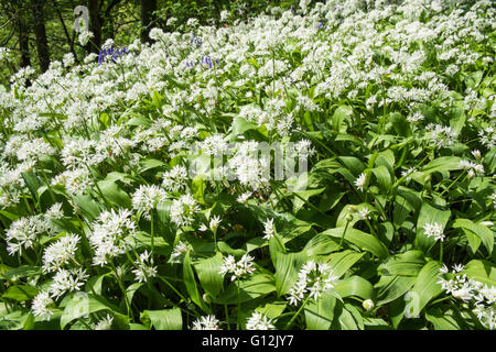 Aglio selvatico,taglie,linea bordo della corsia in maggio,giornata soleggiata,i boschi ad ovest di Kidwelly,Carmarthenshire,Galles,U.K., Foto Stock