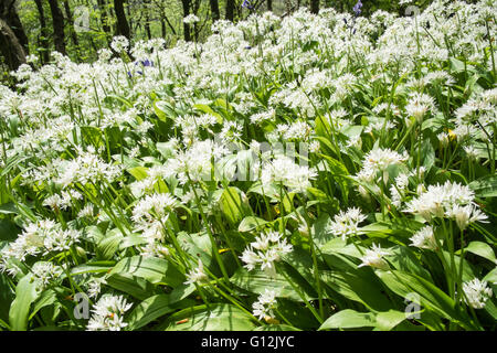 Aglio selvatico,taglie,linea bordo della corsia in maggio,giornata soleggiata,i boschi ad ovest di Kidwelly,Carmarthenshire,Galles,U.K., Foto Stock