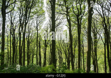 Modello di acero e faggio,tronchi di alberi nel maggio,giornata soleggiata,i boschi ad ovest di Kidwelly,Carmarthenshire,Galles,U.K., Foto Stock