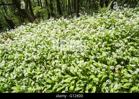 Aglio selvatico,taglie,bordo di linea di corsia coperta da alberi nel maggio,giornata soleggiata,i boschi ad ovest di Kidwelly,Carmarthenshire,Galles,U.K., Foto Stock