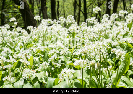 Aglio selvatico,taglie,bordo di linea di corsia coperta da alberi nel maggio,giornata soleggiata,i boschi ad ovest di Kidwelly,Carmarthenshire,Galles,U.K., Foto Stock