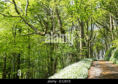 Aglio selvatico,taglie,bordo di linea di corsia coperta da alberi nel maggio,giornata soleggiata,i boschi ad ovest di Kidwelly,Carmarthenshire,Galles,U.K., Foto Stock