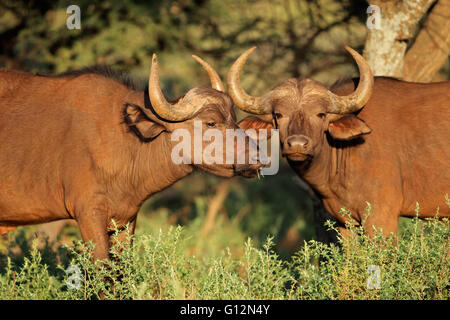 Africano o Cape buffaloes (Syncerus caffer) in habitat naturale, Sud Africa Foto Stock