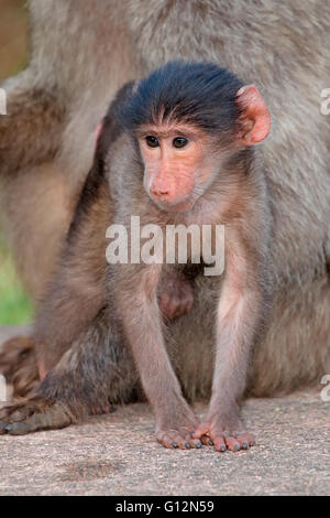 Carino baby chacma baboon (Papio hamadryas) con sua madre, Sud Africa Foto Stock