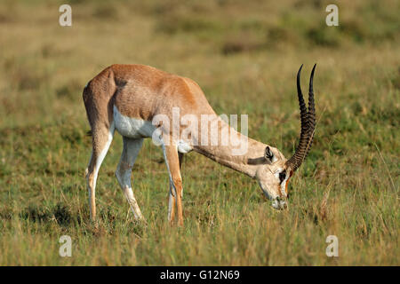 Alimentazione borse maschio gazelle (Nanger granti), il lago Nakuru National Park, Kenya Foto Stock