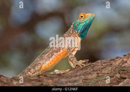 Massa maschio AGAMA SA (AGAMA SA aculeata) in luminosi colori di allevamento, deserto Kalahari, Sud Africa Foto Stock