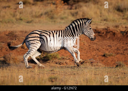 Esecuzione di un processo di pianura (Burchells) zebra (Equus burchelli), Sud Africa Foto Stock