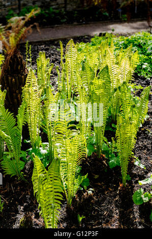 Matteuccia struthiopteris Jumbo, struzzo, felce Felce penna. Foto Stock