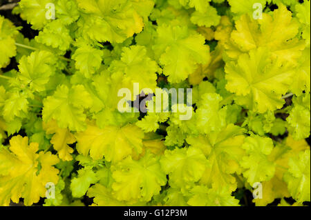 Heuchera Lime Rickey Saxifragaceae allume root Foto Stock