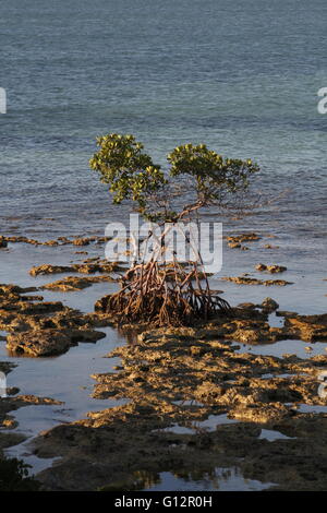 Una mangrovia rossa, Rhizophora mangle,crescendo su Key Largo calcare in Florida Keys Foto Stock