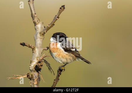 Stonechat, Saxicola rubicola, close-up al sole del mattino Foto Stock