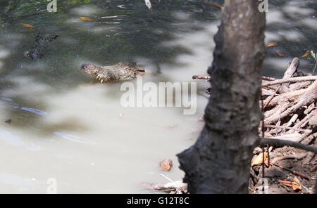 Coccodrillo con la bocca chiusa in Vietnam Foto Stock