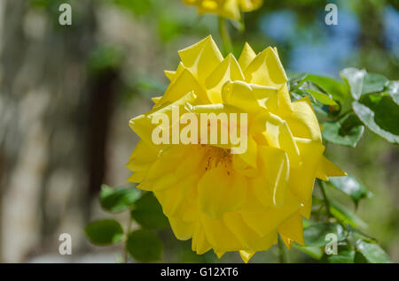 ANSOUIS, VAUCLUSE 84 FRANCIA BDR Foto Stock