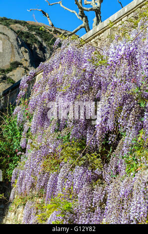 LA CIOTAT, PARC DU MUGEL, GLICINA BLEUE, MARSIGLIA BDR FRANCIA 13 Foto Stock