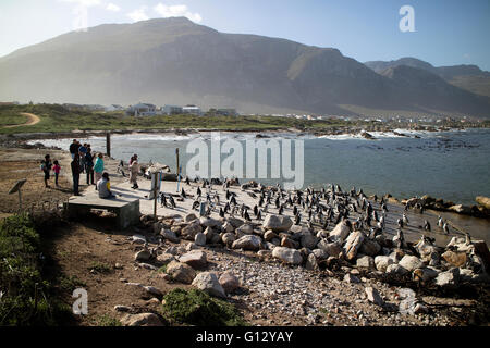 BETTY'S BAY WESTERN CAPE SOUTH AFRICA - Aprile-2016 - una colonia di pinguini africani sulla costa a Betty's Bay. Essi sono anche kno Foto Stock