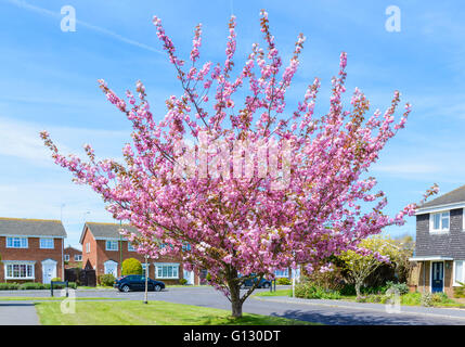Fiore rosa su un albero in una zona residenziale in primavera nel Regno Unito. Foto Stock