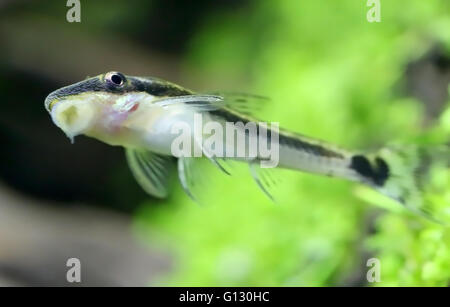 Otocinclus in acquario piantato Foto Stock