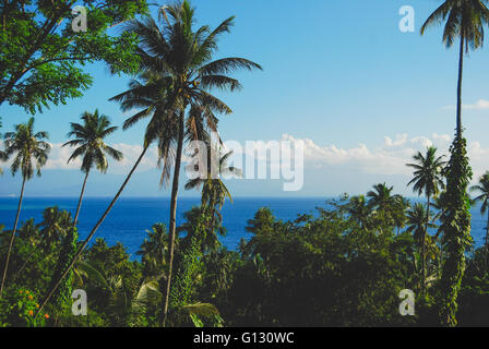 Palme sulla Bunaken Island nelle Sulawesi Foto Stock