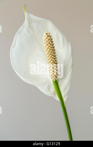 Spathiphyllum bianco su sfondo bianco Foto Stock