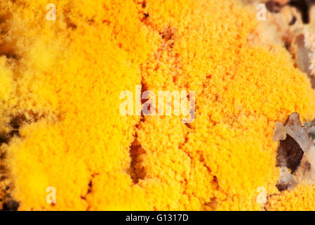 Stampo in rapida crescita di muffa sul riso giallo e arancio spore Foto Stock