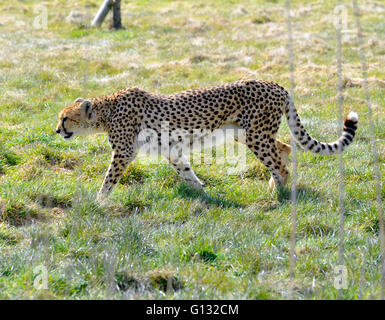 Cheetah settentrionale e cubs a whipsnade zoo Foto Stock