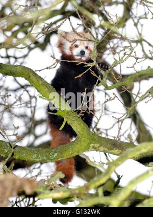 Panda rosso a whipsnade Zoo Foto Stock