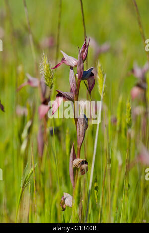 Lingua-orchid, Serapias lingua, Wild Orchid, Bordeaux, Francia. Foto Stock