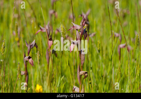 Lingua-orchid, Serapias lingua, Wild Orchid, Bordeaux, Francia. Foto Stock