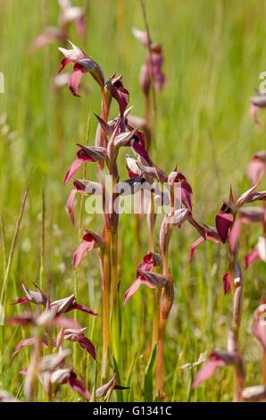 Lingua-orchid, Serapias lingua, Wild Orchid, Bordeaux, Francia. Foto Stock