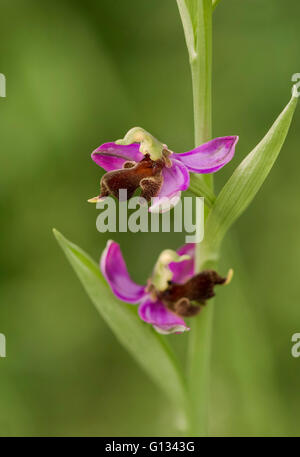 Almaraz bee orchid, Ophrys apifera var almaracensis, endemica Wild Orchid, Caceres, Spagna. Foto Stock