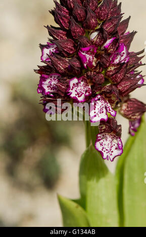 Lady orchid, Orchis purpurea, Wild Orchid, Pirenei, Francia. Foto Stock