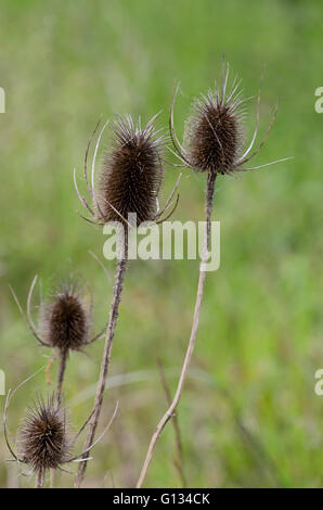 Gli steli secchi e teste di seme di Teasels Dipsacus fullonum, in campo, Spagna. Foto Stock