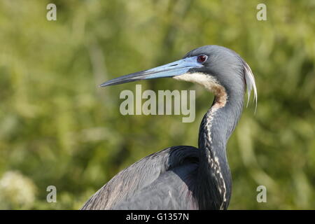 Un tricolore heron, Egretta tricolore, nel piumaggio di allevamento, Foto Stock