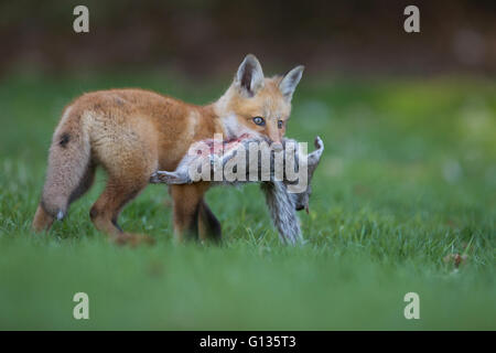 Red Fox pup con la preda (scoiattolo grigio) Foto Stock