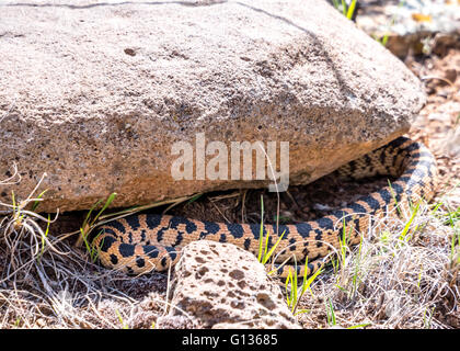 Bull snake arricciato nell'ombra di una roccia in una giornata di sole Foto Stock