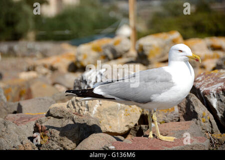 Giallo-gabbiano zampe in piedi su una roccia Foto Stock