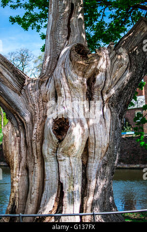 Vecchio albero nodose. Foto Stock