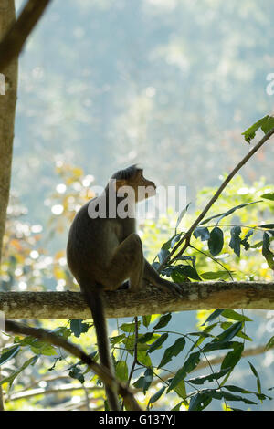 Profilo del giovane selvatico cofano / macaco scimmia (Macaca radiata) seduto sul ramo di albero Foto Stock