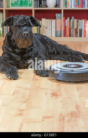 Nero gigante Schnauzer cane è disteso accanto al robot aspirapolvere sul pavimento. Foto Stock