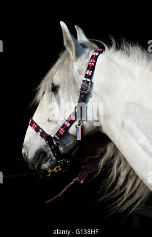 Cavallo grigio con collare di testa e contrasto scuro dello sfondo. Foto Stock