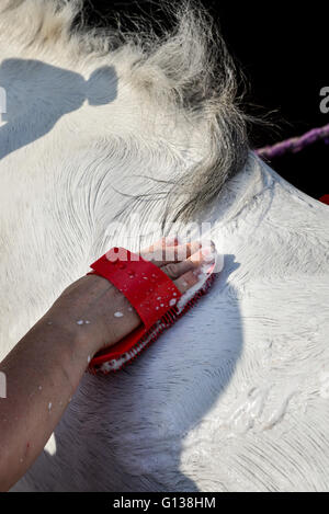 Il lavaggio con detersivo di mantello di un cavallo grigio in sole primaverile. Foto Stock