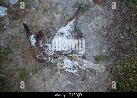Dead Eurasian Poiana (Buteo buteo) sul suolo. Provincia di Lleida. La Catalogna. Spagna. Foto Stock