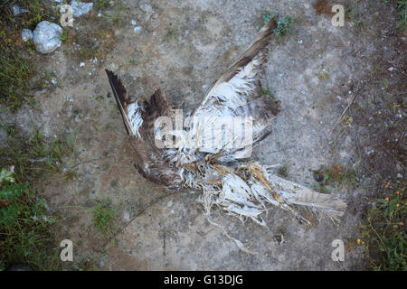 Dead Eurasian Poiana (Buteo buteo) sul suolo. Provincia di Lleida. La Catalogna. Spagna. Foto Stock