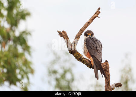 Eurasian Hobby (Falco Subbuteo®) appollaiato sul ramo. Provincia di Lleida. La Catalogna. Spagna. Foto Stock